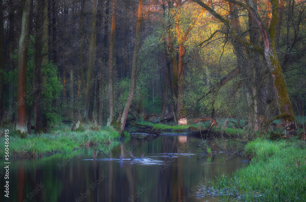 Fototapeta premium Poranek nad leśną rzeką