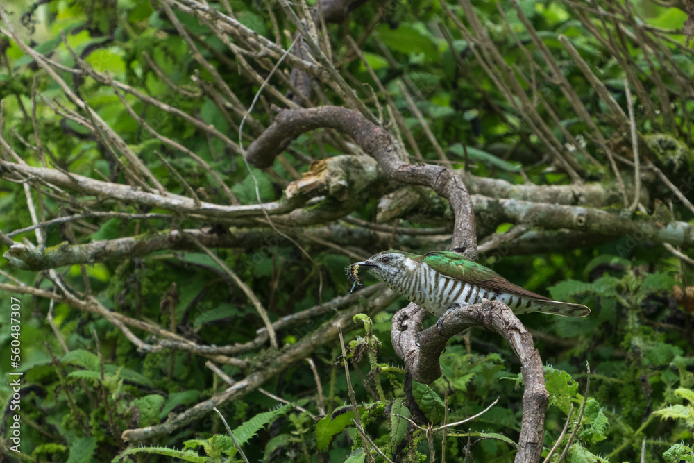 Shining Bronze Cuckoo (Chrysococcyx lucidus) Shining Bronze Cuckoo (Chrysococcyx lucidus)