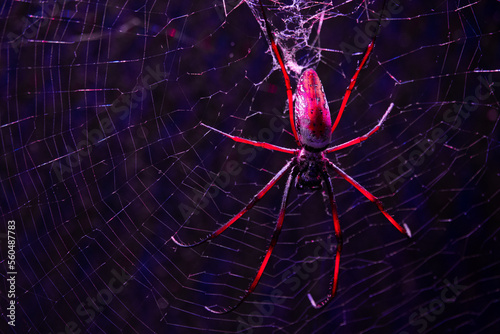 spider (nephila sp.) sitting on its web in the dead of night