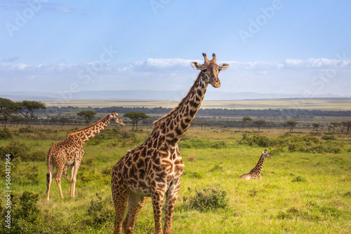 giraffe in the wild