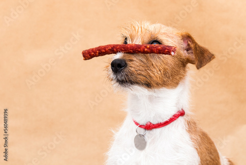 dog holding a sausage on his nose
