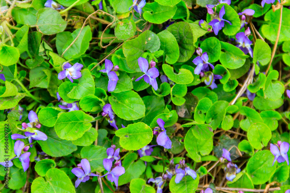 Wild violets on a meadow at spring Wild violets on a meadow at spring