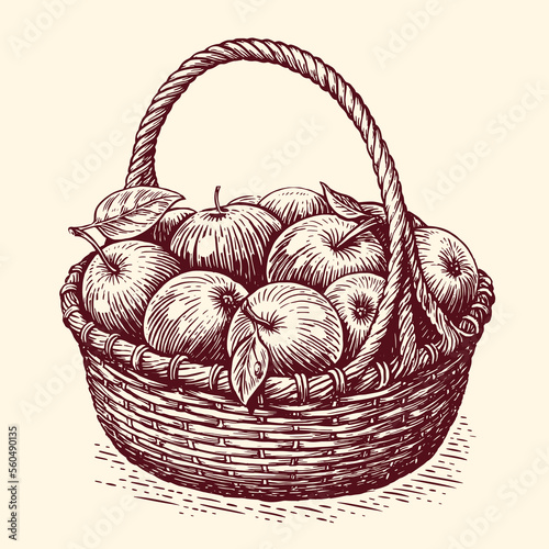 Hand drawn wicker basket full of ripe sweet apples. Fresh fruit, farm organic healthy food. Sketch vintage vector