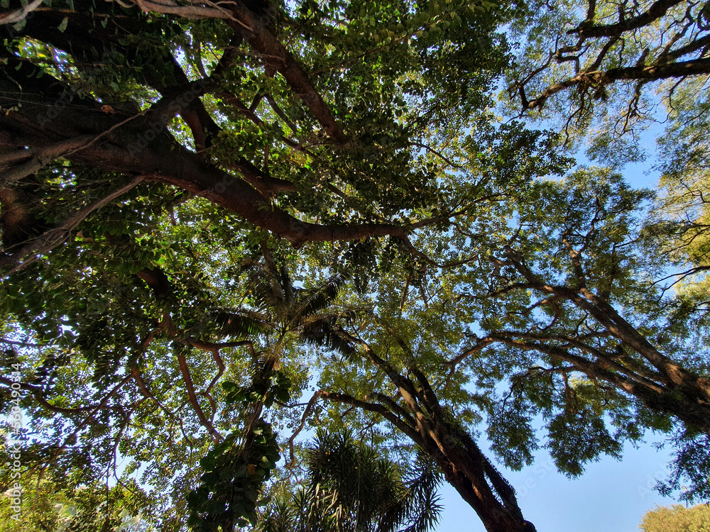 Fototapeta premium Blue Sky Through Canopy 