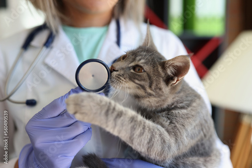Fototapeta Naklejka Na Ścianę i Meble -  Veterinary doctor holding cat in clinic. Vet medicine for pets, cats health care and animal sickness concept.