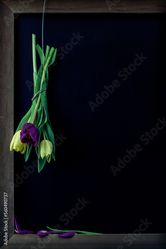 Tulpen