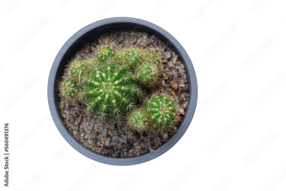 Overhead view of a Cactus plant growing in a black plastic pot in isolated background Overhead view of a Cactus plant growing in a black plastic pot in isolated background