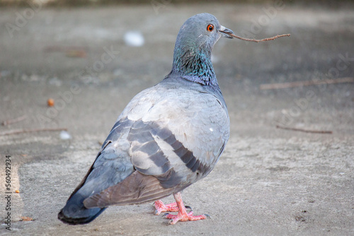 The pigeon is carrying a branch to make a nest.