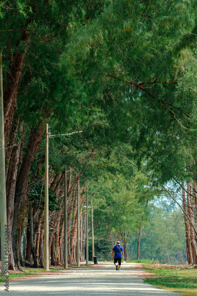 Pine trees scenery at Kijal, Kemaman, Terengganu, Malaysia Pine trees scenery at Kijal, Kemaman, Terengganu, Malaysia