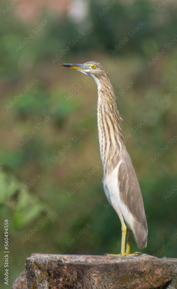Beautiful heron (bog pakhi) and Cattle Egret bird on the field with green background, selective focus images. Beautiful heron (bog pakhi) and Cattle Egret bird on the field with green background, selective focus images.