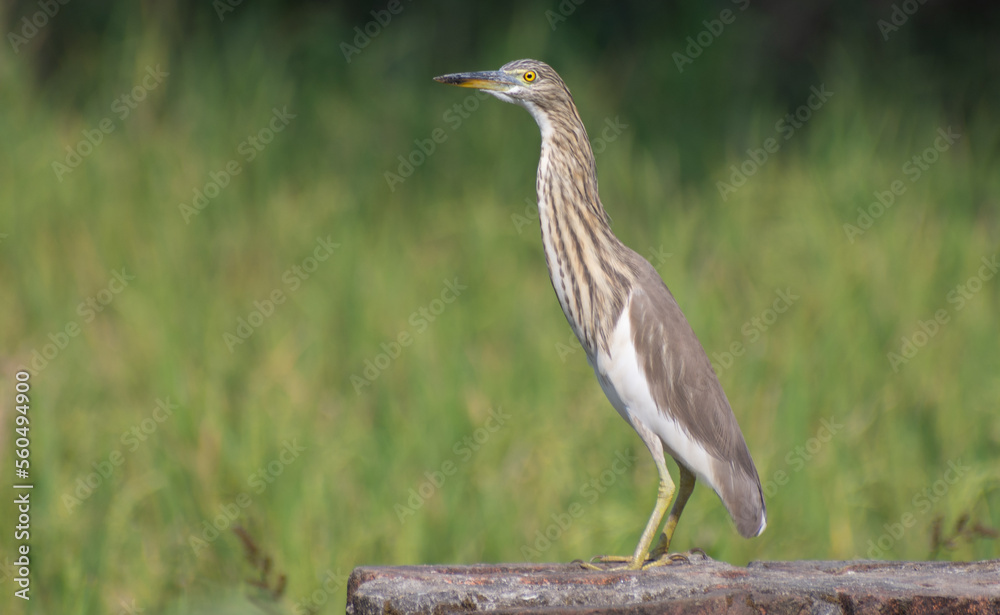 Beautiful heron (bog pakhi) and Cattle Egret bird on the field with green background, selective focus images. Beautiful heron (bog pakhi) and Cattle Egret bird on the field with green background, selective focus images.