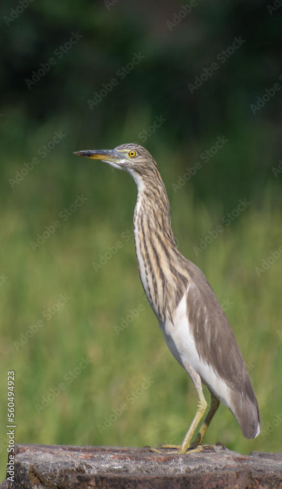 Beautiful heron (bog pakhi) and Cattle Egret bird on the field with green background, selective focus images. Beautiful heron (bog pakhi) and Cattle Egret bird on the field with green background, selective focus images.