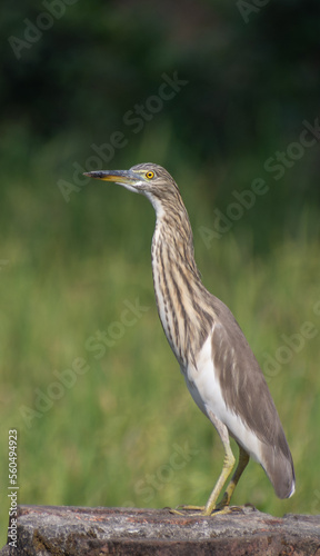 Beautiful heron (bog pakhi) and Cattle Egret bird on the field with green background, selective focus images.