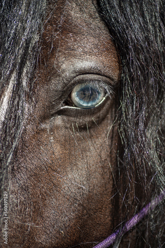 Detail on crystal blue eye of Gypsy Vanner Horse.