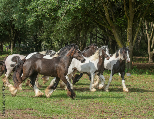 herd of Gypsy Vanner Horses running in treed pasture