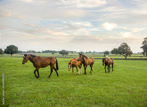 Early morning group of  Thoroughbred yearlings play in open paddock