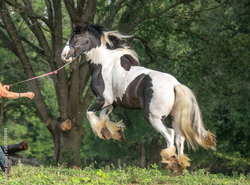 Gypsy Vanner Horse on lead leaps in air