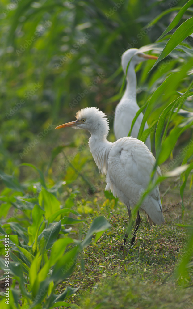 Fototapeta premium White heron and Cattle Egret bird (bog pakhi) on the field with green background, selective focus images.