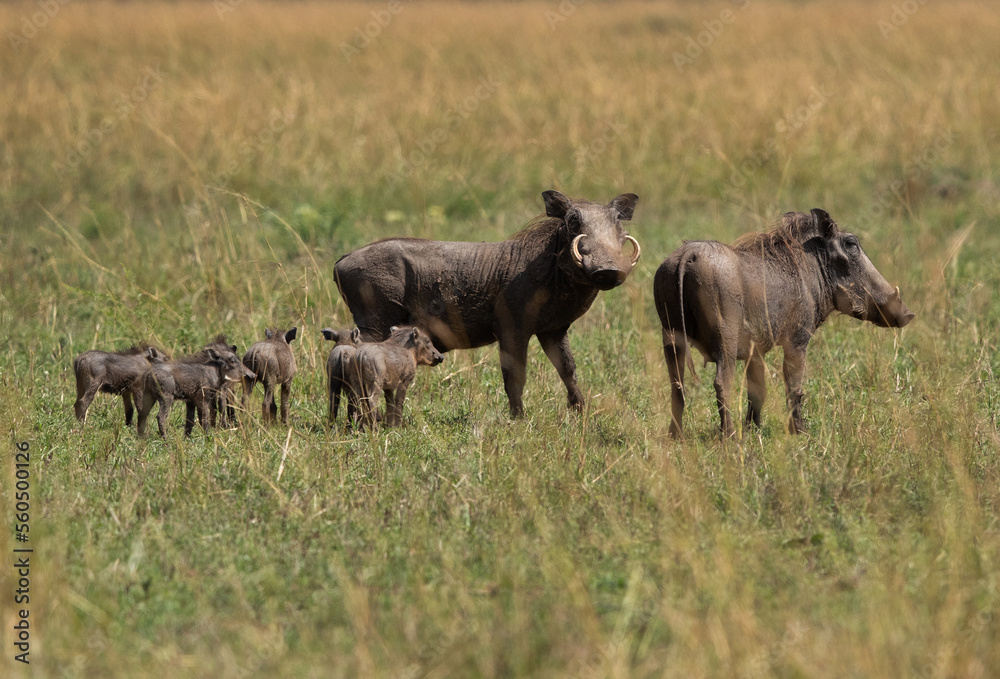 Warthog family at Masai Mara, Kenya Warthog family at Masai Mara, Kenya