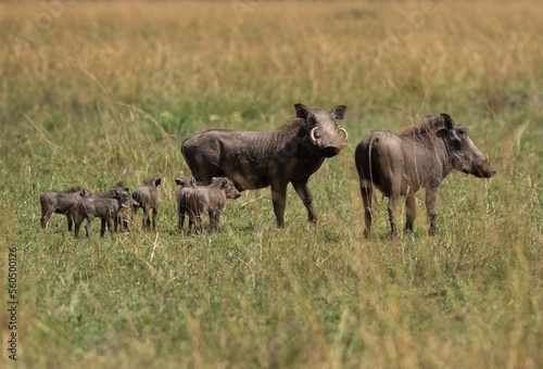 Warthog family at Masai Mara, Kenya