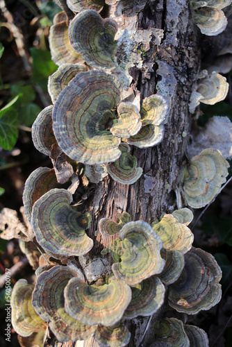 Trametes versicolor - Turkey tail - Basidiomycetes - Polyporales - Polyporaceae - Trametes