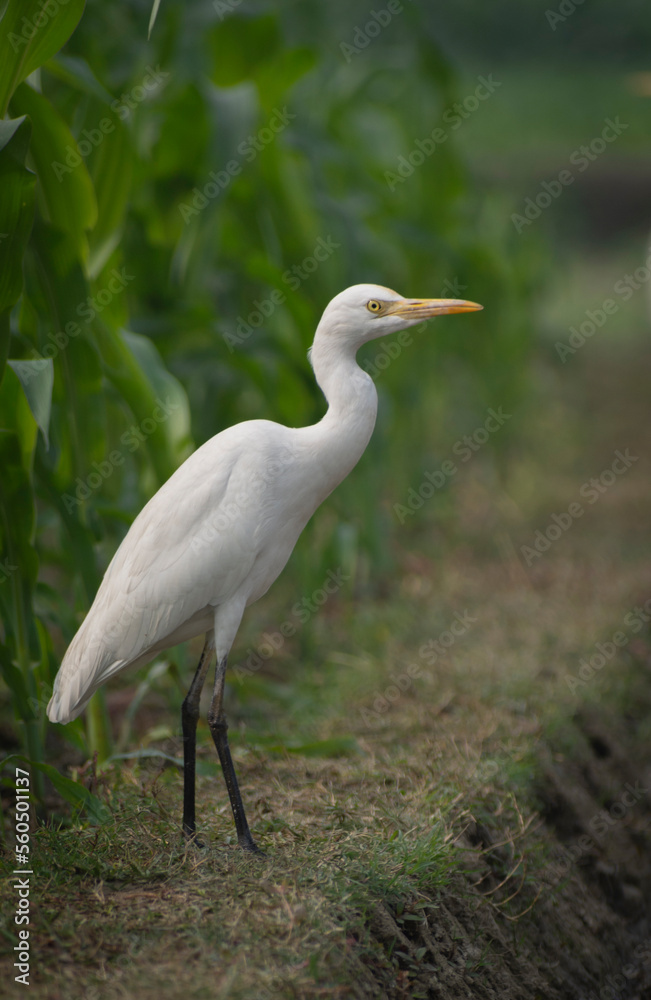 White heron and Cattle Egret bird (bog pakhi) on the field with green background, selective focus images. White heron and Cattle Egret bird (bog pakhi) on the field with green background, selective focus images.