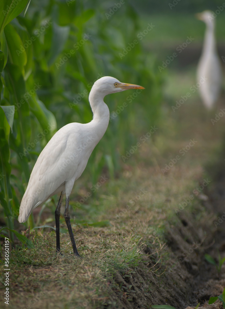 White heron and Cattle Egret bird (bog pakhi) on the field with green background, selective focus images. White heron and Cattle Egret bird (bog pakhi) on the field with green background, selective focus images.