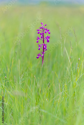 Anacamptis laxiflora Lax-flowered orchid flower spike in grass meadow in Spring south of France