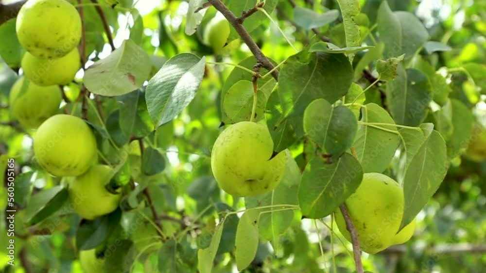 Closeup of green Bosc pears growing on a tree Closeup of green Bosc pears growing on a tree