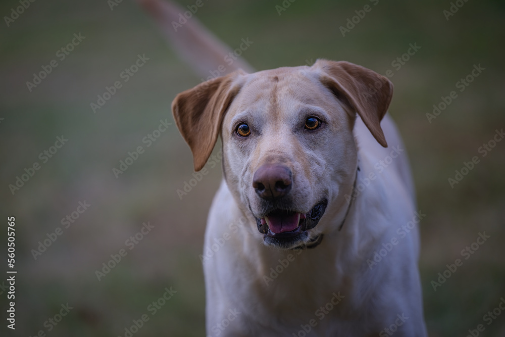 2023-01-05 A FRONTAL SHOT OF A YELLOW LABRADOR LOOKING INTENTLY INTO THE CAMERA WITH BEAUTIFUL EYES AND A SOFT BACKGROUND