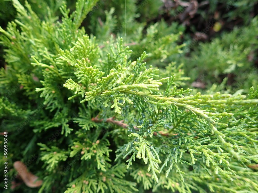 detail of a green coniferou tree branch