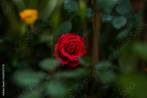 red rose in garden