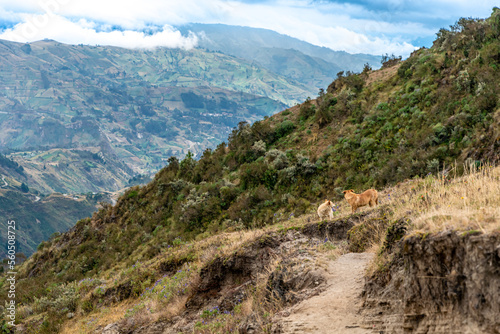 natural landscape of ecuador in south america