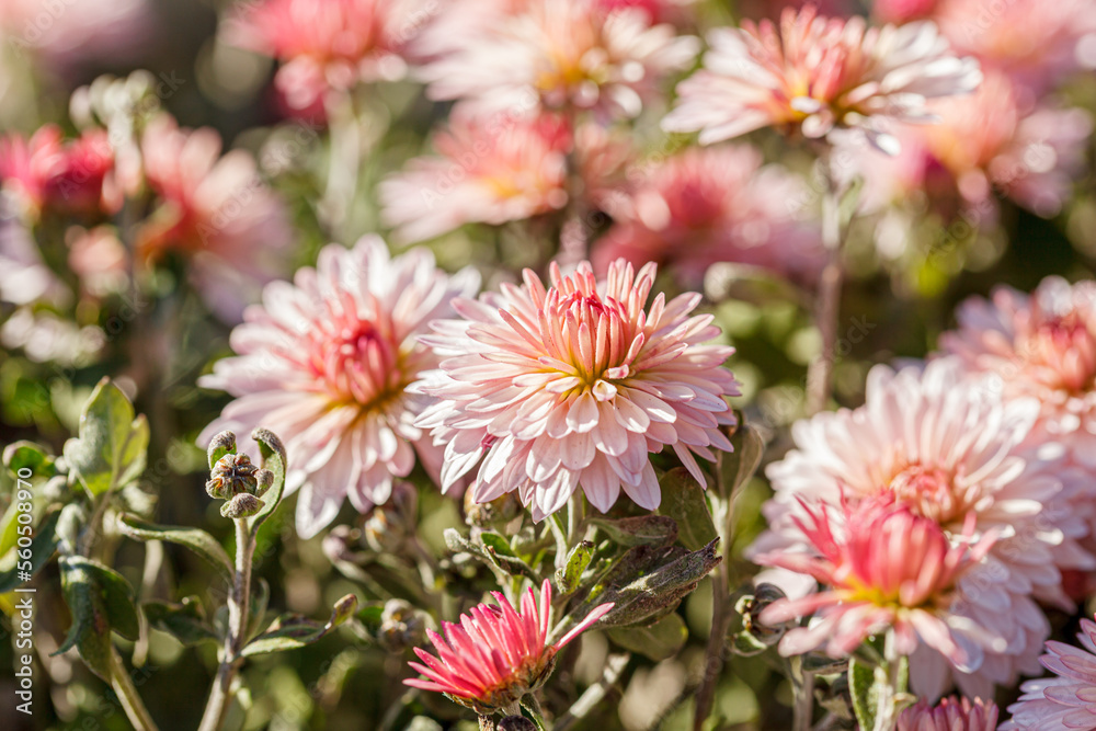 Fototapeta premium beautiful chrysanthemum flower bushes pink colors