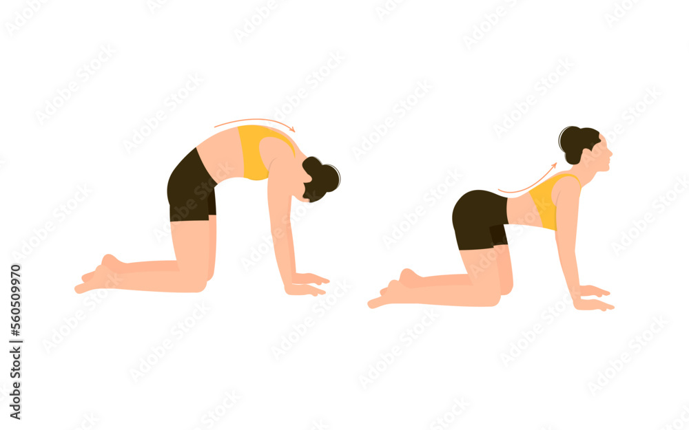 Demonstrating cat pose yoga asana isolated on the white background. Vector illustration Demonstrating cat pose yoga asana isolated on the white background. Vector illustration
