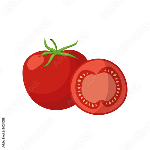 Tomato vector illustration. Drawing of product with umami taste isolated on white background. Anatomy, physiology concept