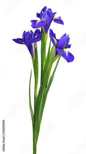 Purple iris flowers in a small bouquet isolated on white or transparent background photo