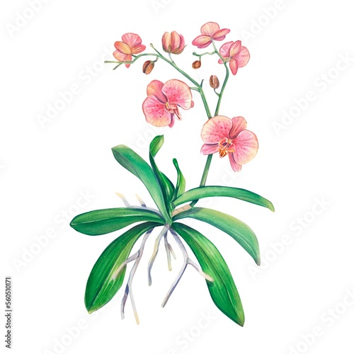 Pink orchid in watercolor on a white background. An exotic house plant. Tropical orchid. Botanical illustration of a flower. Flower arrangement for printing, invitation design, packaging, spa.