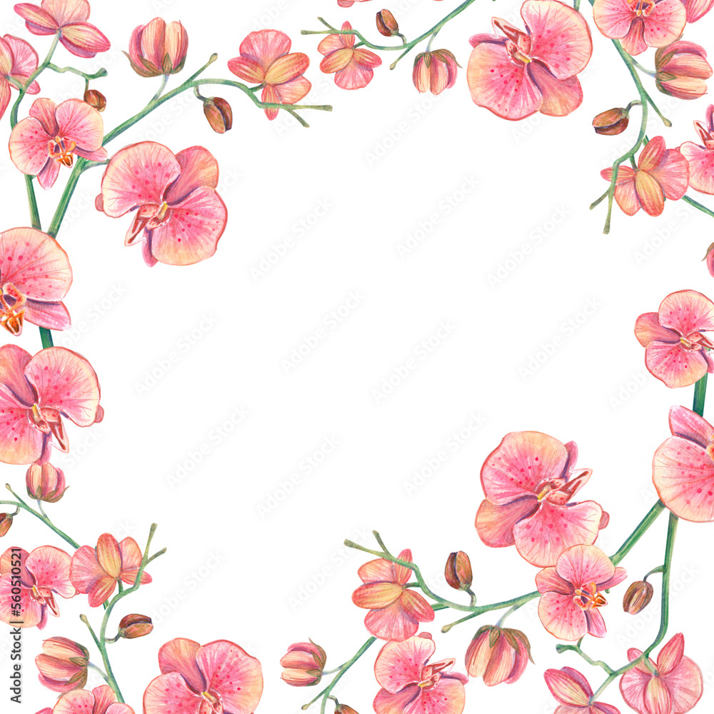 Square frame with watercolor orchid flowers. Isolated illustration on a white background of a tropical pink flower. Floral botanical illustration for background, design, pack, spa, template for text