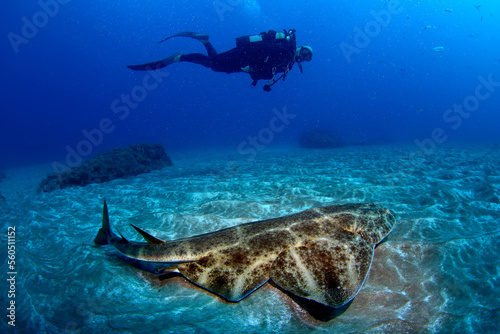 Buceador nadando junto a Angelshark en Canarias