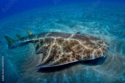 Angelshark en Canarias photo