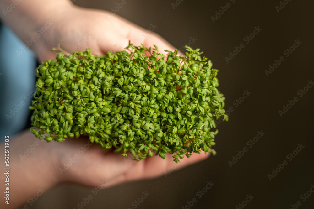 sprouts of microgreens in children's hands Raw sprouts, microgreens, healthy eating concept.