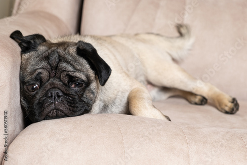 Fototapeta Naklejka Na Ścianę i Meble -  A sad pug lies on the couch and looks away. Care for pugs, their coat, folds, ears and eyes.