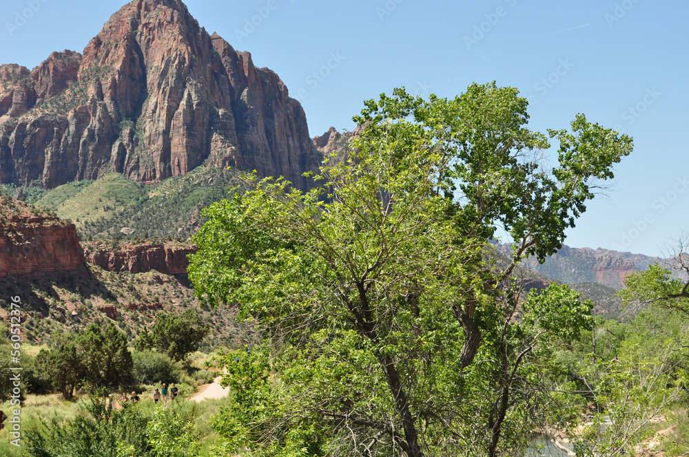 Green tree stands infront of red mountain