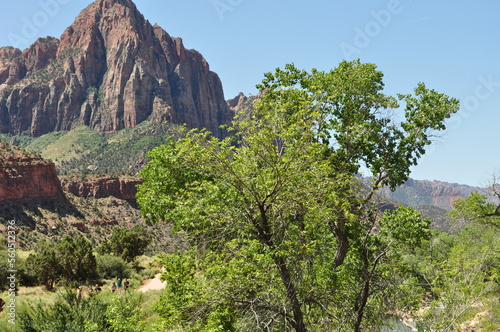 Green tree stands infront of red mountain