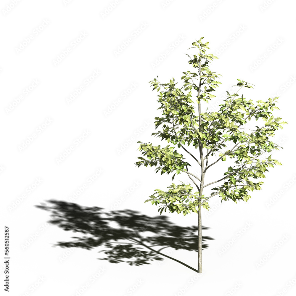 Obraz premium large tree with a shadow under it, isolated on a transparent background, 3D illustration, cg render