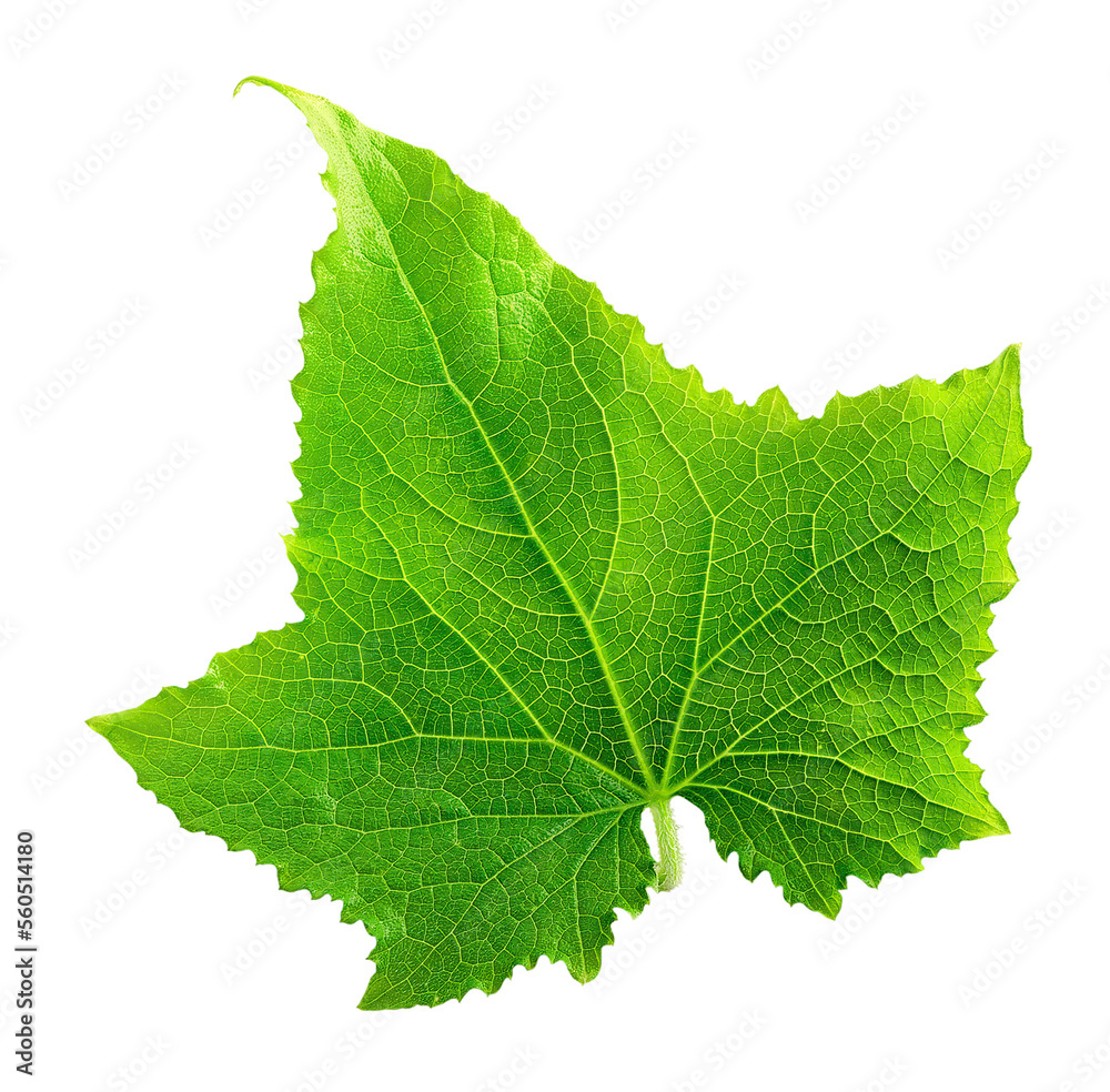 Isolated cucumber leaf Isolated cucumber leaf