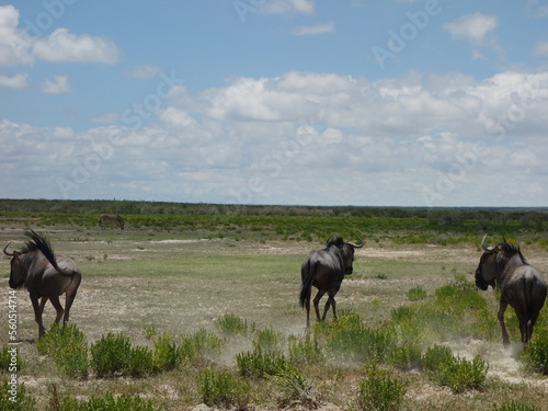 Gnu Namibia