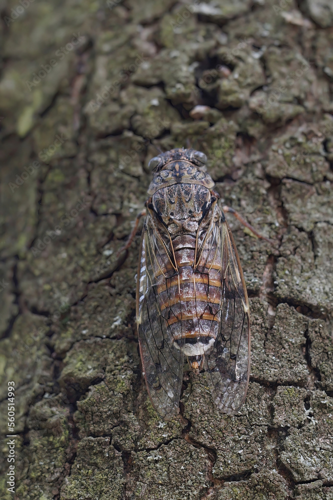 Closeup on a large European mediterranean tree-cricket, Cicada orni sitting well camouflaged on the bark of a tree in Southern France Closeup on a large European mediterranean tree-cricket, Cicada orni sitting well camouflaged on the bark of a tree in Southern France