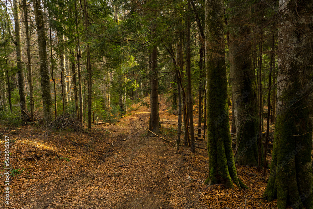 Road in the forest. Dense pine forest.